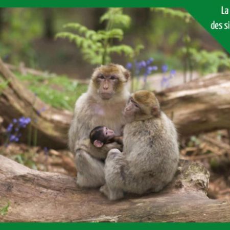 La Parenthese Alsacienne Au Coeur De Selestat公寓 外观 照片